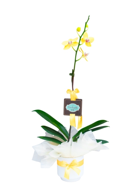 Orquídea  Amarillo - Elegancia en Amarillo
