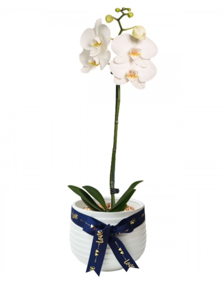 Orquídea Regalo para hombre
