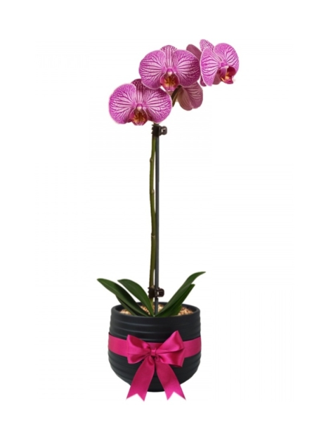 Orquídea Rosado - Destello Sutil
