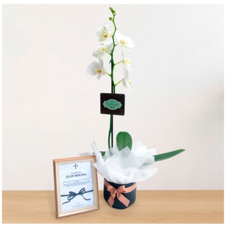 Orquídea Blanca - Semilla de Luz 